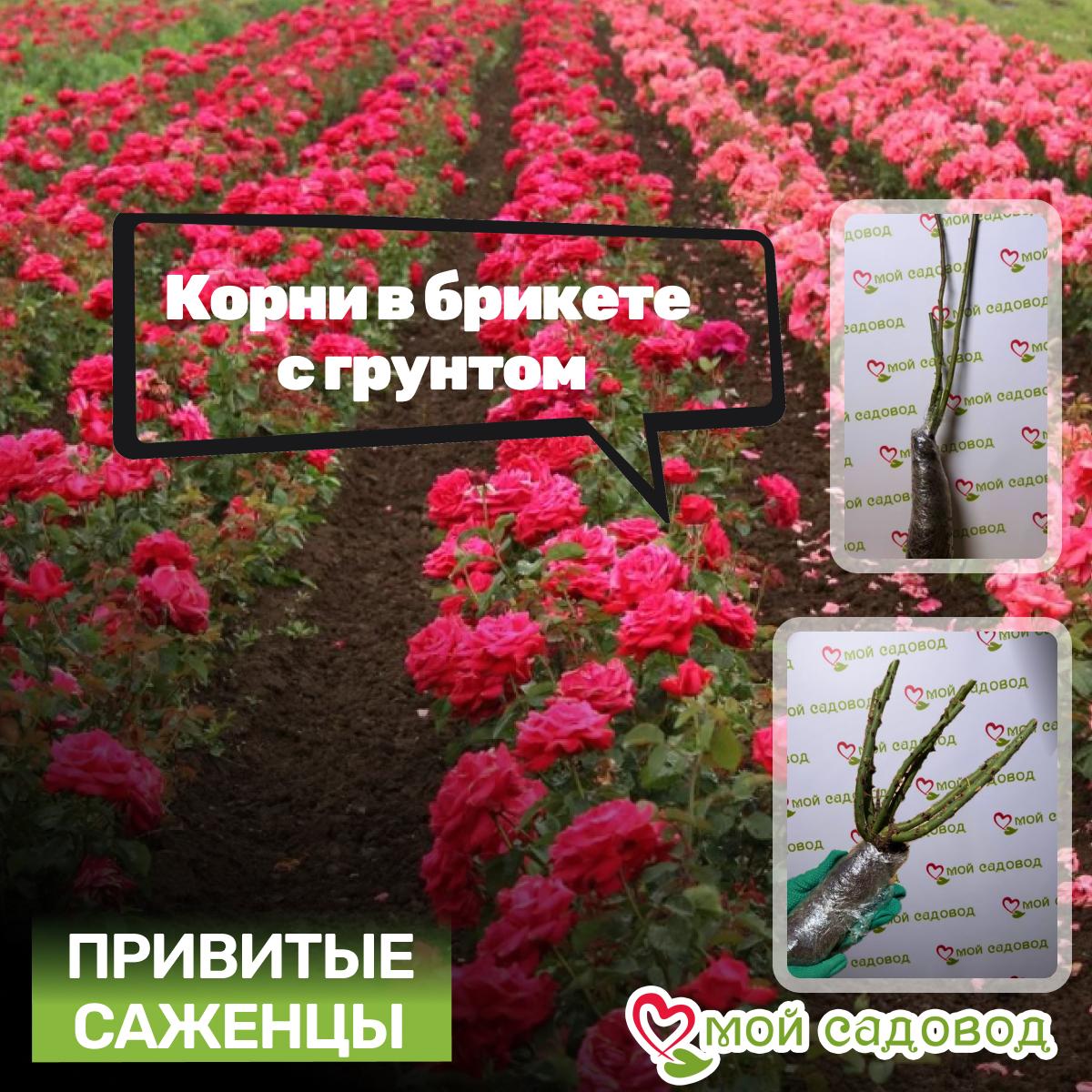 Комплект роз! Роза плетистая, спрей, чайн-гибридная и Английская роза в одном комплекте