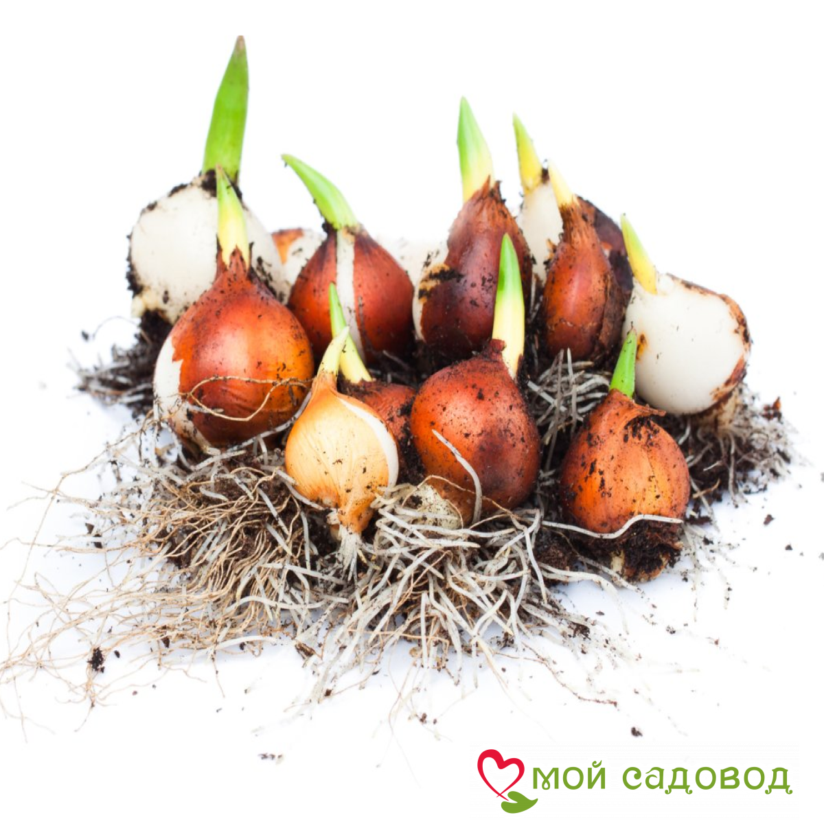 Тюльпан Нимфас Дрим