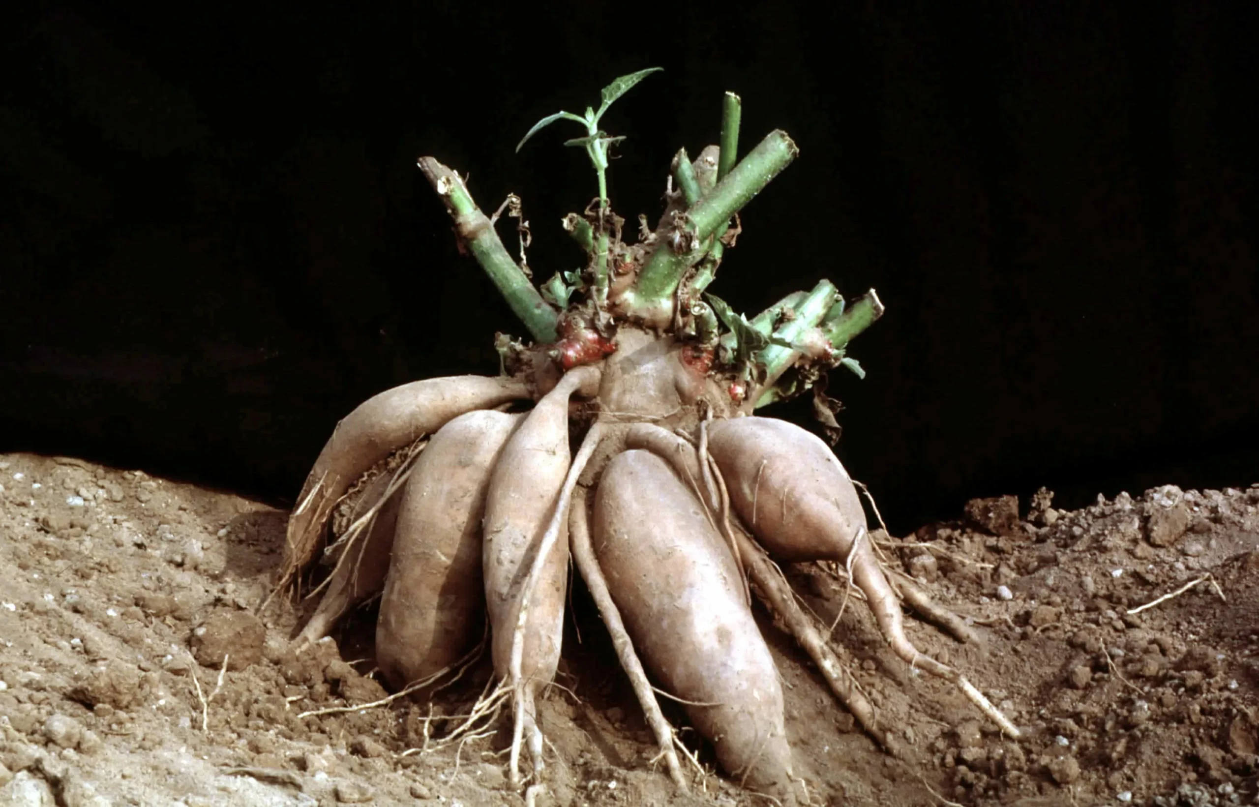 Георгин Вижапе